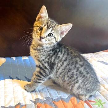 Domestic Short Hair Cats Available for Adoption in Brownsboro, Alabama - Joan Jett | PetCurious