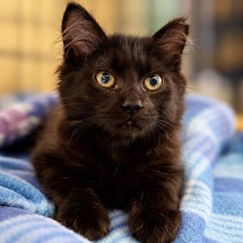 Clover - FeLV -  Domestic Medium Hair Cat for Adoption in Roanoke, Virginia - Clover - FeLV | PetCurious