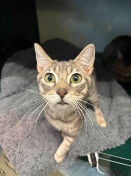 Wally -  Domestic Short Hair Cat for Adoption in Little Elm, Texas - Wally | PetCurious