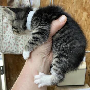 Tulip -  Domestic Short Hair Cat for Adoption in Blairsville, Georgia - Tulip | PetCurious