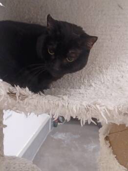 Domestic Short Hair Cats Available for Adoption in Pocatello, Idaho - Wednesday  | PetCurious