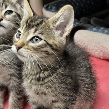 Domestic Long Hair Cats Available for Adoption - Tide | PetCurious