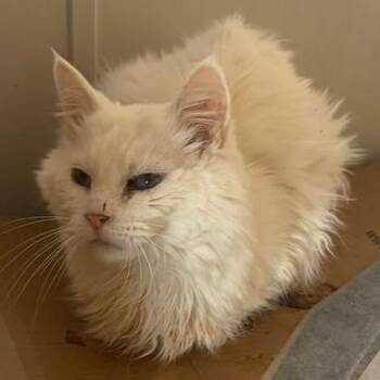 Domestic Long Hair Cats Available for Adoption - Calamity Jane C11051 | PetCurious