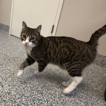 Tigger -  Domestic Short Hair Cat Available for Adoption in Great Falls, Montana - Tigger | PetCurious