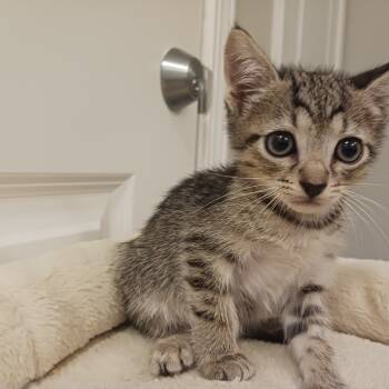 Rescue Domestic Short Hair Cats for Adoption in Durham, North Carolina - Lucky | PetCurious