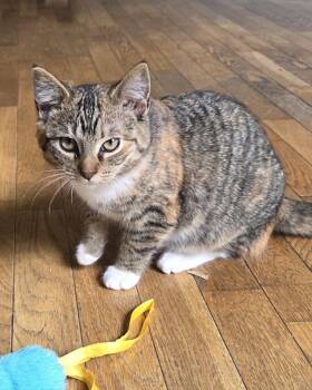 Domestic Short Hair Cats Available for Adoption - Dot (bonded With Curly Fry) | PetCurious