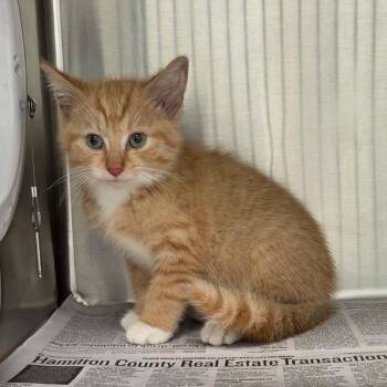 Todd -  Domestic Short Hair Cat for Adoption in Chattanooga, Tennessee - Todd | PetCurious