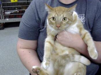 Rescue Domestic Short Hair Cats for Adoption in Pasadena, Texas - A178918 | PetCurious