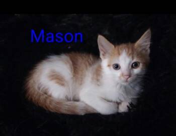 Mason -  Domestic Short Hair and Tabby Cat for Adoption in Wyandotte, Michigan - Mason | PetCurious