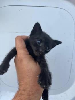 NUT -  Domestic Short Hair Cat for Adoption in Doral, Florida - NUT | PetCurious