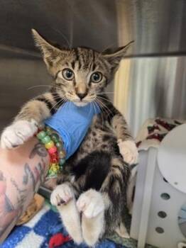 Domestic Short Hair Cats Available for Adoption in Honolulu, Hawaii - Jinx | PetCurious