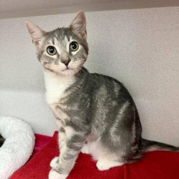 Jimmi Hendrix -  Domestic Short Hair Cat for Adoption in Atlanta, Georgia - Jimmi Hendrix | PetCurious
