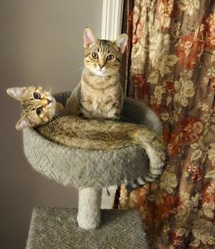 Rescue Tabby Cats for Adoption in Nashville, Tennessee - Bert & Ernie (bonded Brothers) | PetCurious