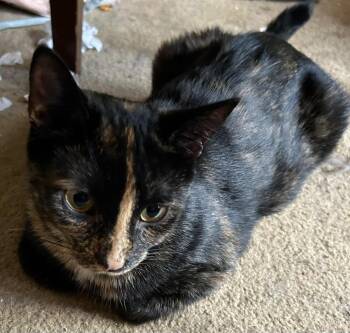 Rescue Domestic Short Hair Cats for Adoption in Delhi, Ontario - JAYCA | PetCurious