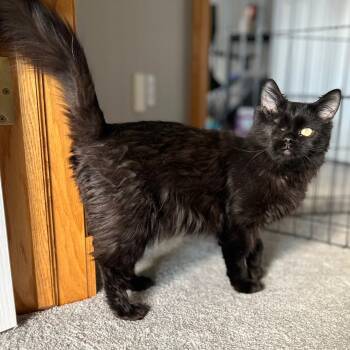 Rescue Domestic Medium Hair Cats for Adoption in Calgary, Alberta - Monkey | PetCurious