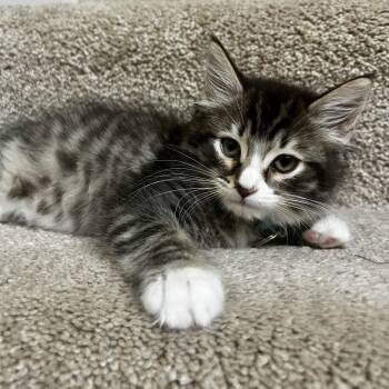 Anne -  Domestic Short Hair Cat for Adoption in Chesapeake, Virginia - Anne | PetCurious