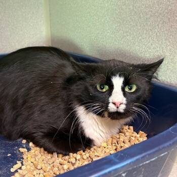 Rescue Domestic Short Hair Cats for Adoption in Morganton, North Carolina - Hallie Ween | PetCurious