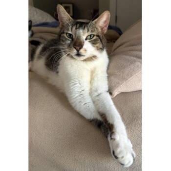 Domestic Short Hair Cats Available for Adoption in Hudson, Massachusetts - Hazel Diamond | PetCurious