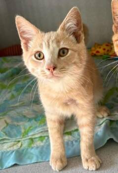 Samwise -  Domestic Short Hair Cat for Adoption in Waupaca, Wisconsin - Samwise | PetCurious
