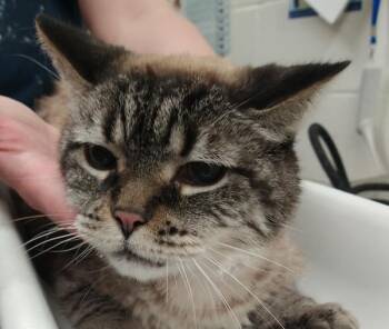 Domestic Medium Hair Cats Available for Adoption in Pocatello, Idaho - Vilo 46330 | PetCurious