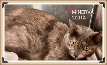 MINERVA -  Domestic Medium Hair Cat for Adoption in Marietta, Georgia - MINERVA | PetCurious