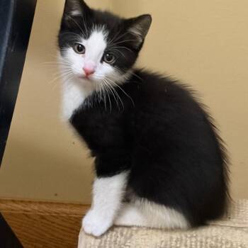 Shane Hollander -  Domestic Short Hair Cat for Adoption in Saint Paul, Minnesota - Shane Hollander | PetCurious