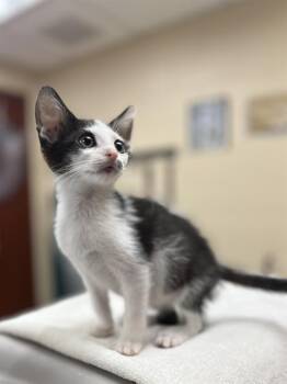 PEP -  Domestic Short Hair Cat for Adoption in Aliquippa, Pennsylvania - PEP | PetCurious