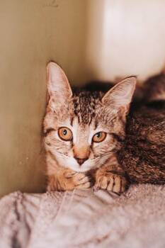 93065A Joel Glicker-PetSmart Mt. Pleasant -  Domestic Short Hair Cat for Adoption in North Charleston, South Carolina - 93065A Joel Glicker-PetSmart Mt. Pleasant | PetCurious