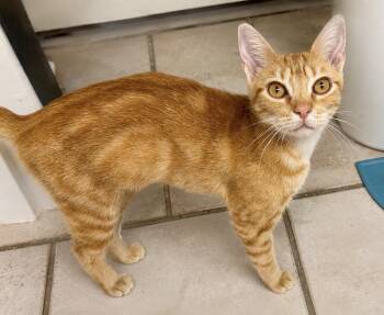 Carrot -  Domestic Short Hair Cat for Adoption in Groveland, Massachusetts - Carrot | PetCurious