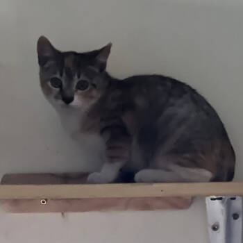 Rescue Domestic Short Hair Cats for Adoption in New York, New York - Mochi | PetCurious