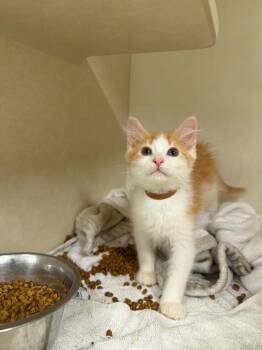 KAKAPO -  Domestic Long Hair Cat for Adoption in Hagerstown, Maryland - KAKAPO | PetCurious