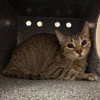 Domestic Short Hair Cats Available for Adoption in Edinburg, Texas - Stella(Sterling (13)) | PetCurious