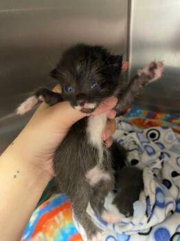 Mustachio -  Domestic Short Hair Cat for Adoption in Lockhart, Texas - Mustachio | PetCurious