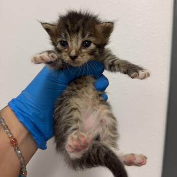 Ivory I3 -  Domestic Short Hair Cat for Adoption in Edinburg, Texas - Ivory I3 | PetCurious