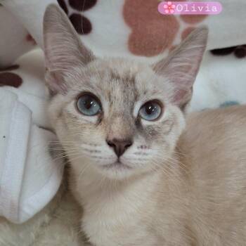 Olivia -  Siamese and Ragdoll Cat for Adoption in Yorba Linda, California - Olivia | PetCurious