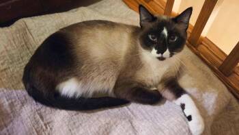 Apple -  Siamese Cat for Adoption in Sioux Falls, South Dakota - Apple | PetCurious