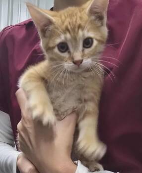 Rescue Domestic Short Hair Cats for Adoption in Hillsdale, Indiana - Grumpy | PetCurious