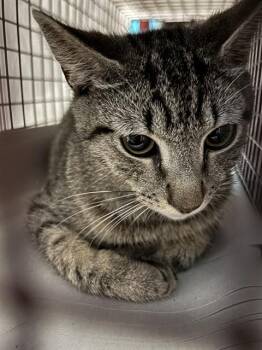 Domestic Short Hair Cats Available for Adoption in Doral, Florida - MS. PURRLY | PetCurious