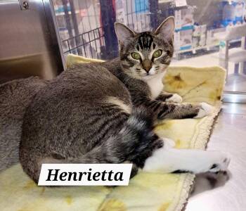 Rescue Tabby Cats for Adoption in Greenville, Delaware - Henrietta (FCID# 09/17/2025 - 9 Brandywine PS) C | PetCurious