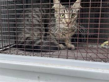 A658946 -  Domestic Medium Hair Cat for Adoption in Houston, Texas - A658946 | PetCurious