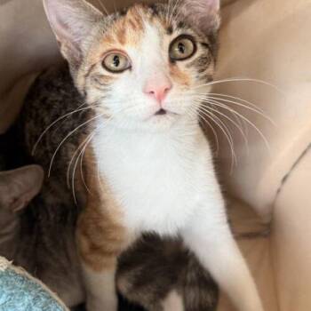Hashbrown -  Domestic Short Hair Cat for Adoption in Tampa, Florida - Hashbrown | PetCurious