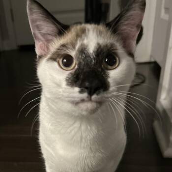 Jango -  Domestic Short Hair Cat for Adoption in Orlando, Florida - Jango | PetCurious