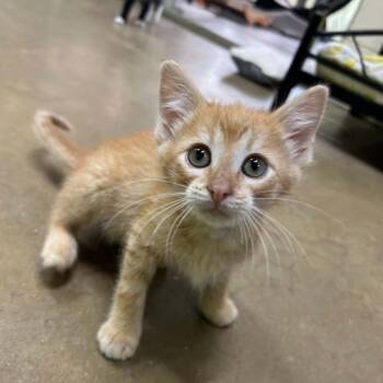 Almond -  Domestic Short Hair Cat for Adoption in Tyler, Texas - Almond | PetCurious
