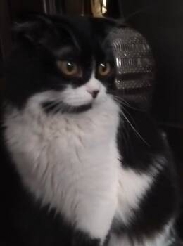 Stitch -  Scottish Fold Cat for Adoption in Snow Hill, Maryland - Stitch | PetCurious