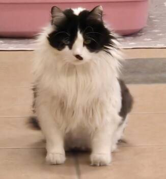 Domestic Long Hair Cats Available for Adoption - Kayla | PetCurious