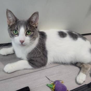 Oscar -  Domestic Short Hair Cat for Adoption in Chaska, Minnesota - Oscar | PetCurious