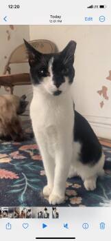 Rescue Domestic Short Hair Cats for Adoption in New York, New York - Strudel | PetCurious