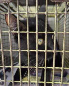 Domestic Short Hair Cats Available for Adoption in San Antonio, Texas - ECHO | PetCurious