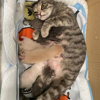 Tiny -  Domestic Short Hair Cat for Adoption in Englewood, Florida - Tiny | PetCurious