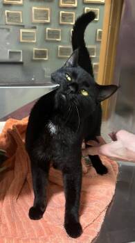 Domestic Short Hair Cats Available for Adoption in Little Rock, Arkansas - Biscuit | PetCurious